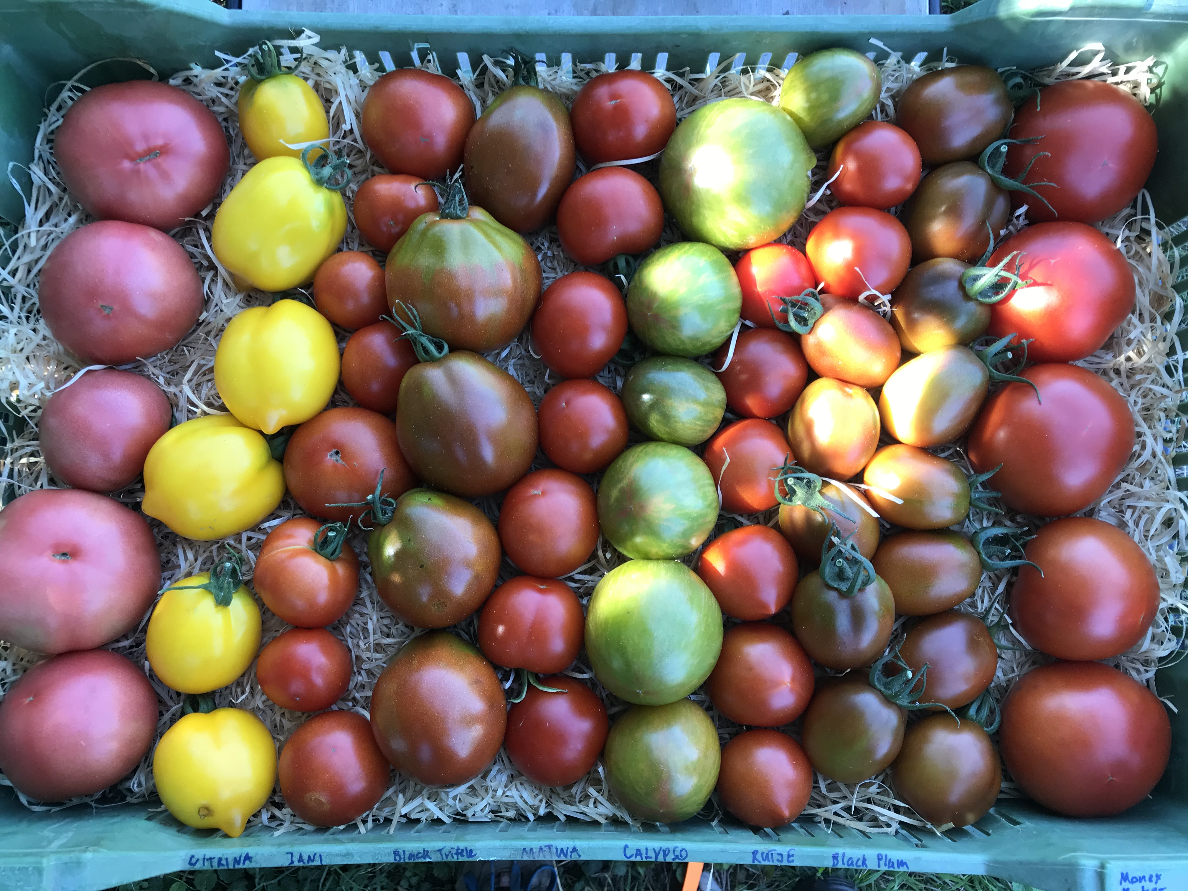 Verschiedene Tomaten